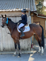 Vente de cheval : Quintana